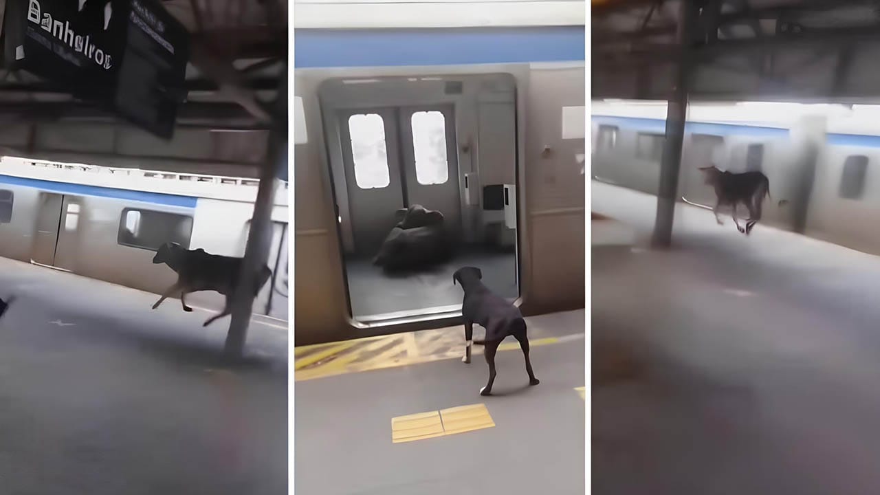 “Pega o boi!”: animal entra em vagão de trem no Rio e assusta passageiros