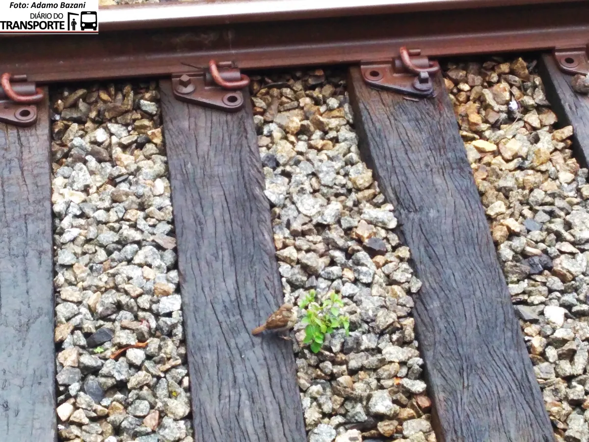 CPTM reduz em R$ 28,2 milhões contrato de manutenção das Linhas 11-Coral, 12-Safira e 13-Jade e abre licitação para compra de dormentes