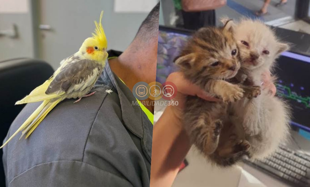 Mais de 240 animais abandonados são resgatados em linhas de trens e metrô da Motiva em SP e BA
