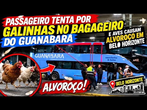 Passageiro tenta por galinhas no bagageiro de um ônibus e aves causam alvoroço em bh