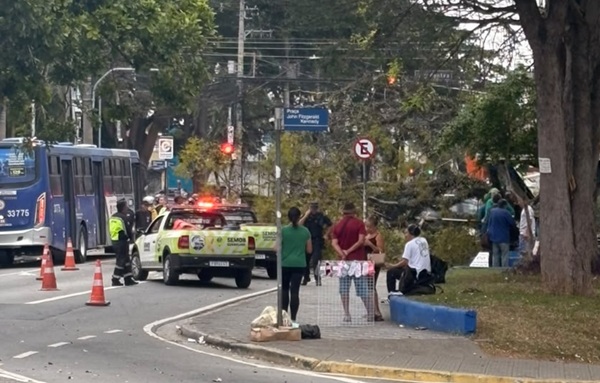 Árvore cai próximo a ponto de ônibus no Centro de Guarulhos